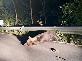 La FOP pide máximo respeto y mínima interacción tras el atropello del oso somedano
