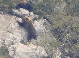 Los osos cantábricos tendrán 'padrón' genético 