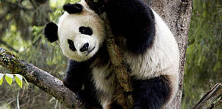 WWF celebra su 50º aniversario con la entrega de los premios Panda de Oro