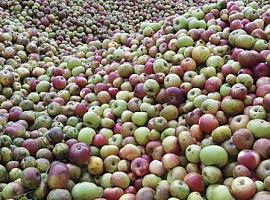 40.460 euros de ayuda a la Organización de Productores de Frutas y Hortalizas de Campoastur