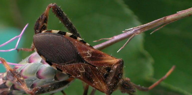 Una nueva plaga amenaza la producción de piña de 