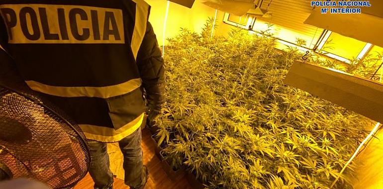 La Policía Nacional desmantela una plantación indoor en un piso del barrio de Pumarín de Gijón