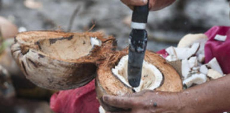 Mil y una formas de aprovechar el coco 