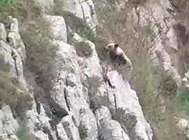 Las oseznas reintroducidas en Redes y Picos de Europa continúan su adaptación al entorno en perfectas condiciones