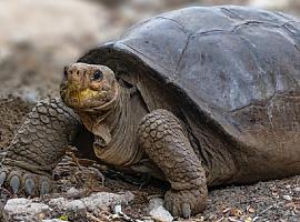 Tortuga encontrada en Fernandina corresponde a una especie considerada extinta hace 100 años