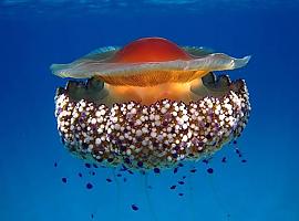 ¿Quién sobrevivirá a un cambio climático futuro? Posiblemente las medusas