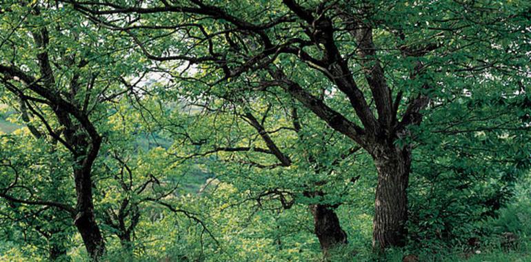 Principado y Ministerio  impulsarán cuatro actuaciones de sendas verdes en Asturias en 2012