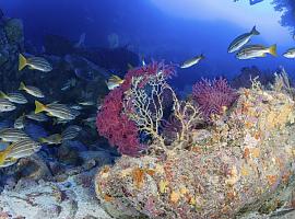 Así se enfrentará la biodiversidad marina a la lava fundente