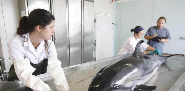 Descartan nuevas epidemias de Morbillivirus en delfines listados del Mediterráneo
