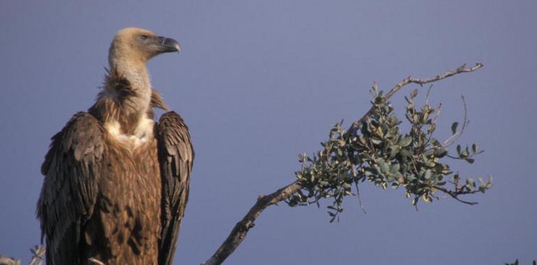 Buitre leonado y quebrantahuesos, beneficiadas por la posibilidad de volver a dejar carroña en el campo