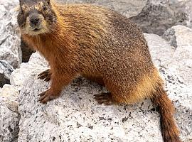 Hoy es el Día de la Marmota: ¿cómo será la segunda mitad del invierno?