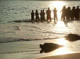 Liberación de ejemplares de Tortuga en Mazunte