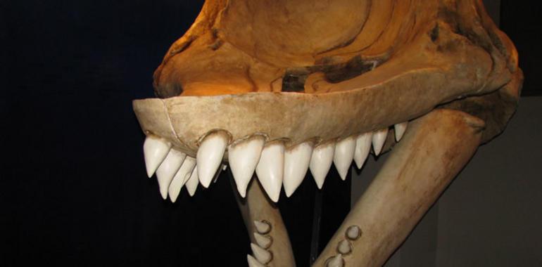 "La ballena asesina del Perú"  medía casi 16 metros y habitó frente a las costas del país hace 12 millones de años