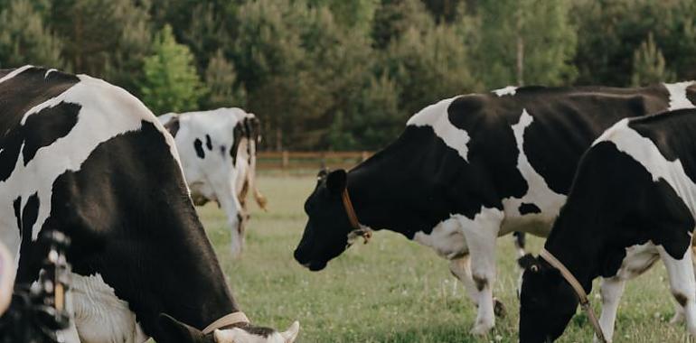Los agricultores y ganaderos asturianos podrán solicitar conjuntamente el pago único y las ayudas de incorporación a la actividad