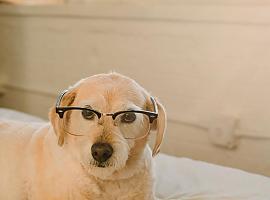 Detecto que mi perro no ve bien ¿puede ser glaucoma?