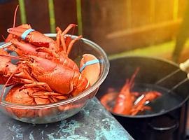 ¿Sienten emociones pulpos, calamares y cangrejos? ¿Deberían ser incluidos en la legislación de bienestar animal?