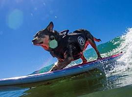 ¿Crees que tu perro es un experto en surf? Puedes apuntarlo al primer Campeonato Europeo de Surf para Perros que se celebrará en Salinas