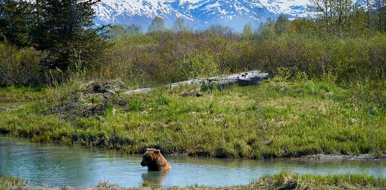 ¿Quieres conocer algunos “Consejos para recorrer las montañas del oso pardo”?