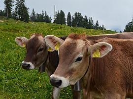 Asturias ya es una zona libre de tuberculosis bovina