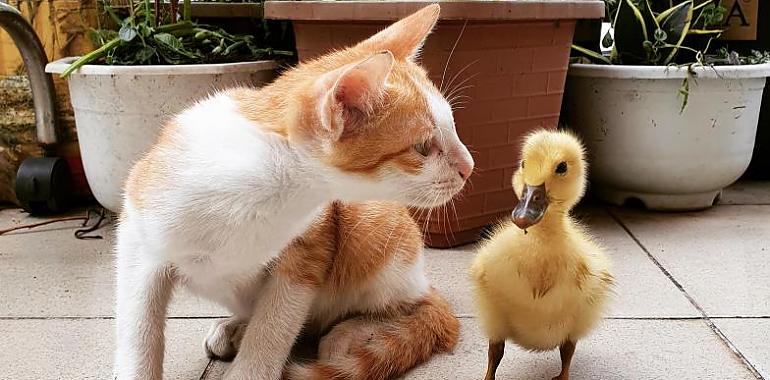 ¿Vas a recibir a una nueva mascota en casa? ¿Sabes todo lo que tienes que tener preparado antes?