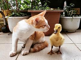 ¿Vas a recibir a una nueva mascota en casa? ¿Sabes todo lo que tienes que tener preparado antes?