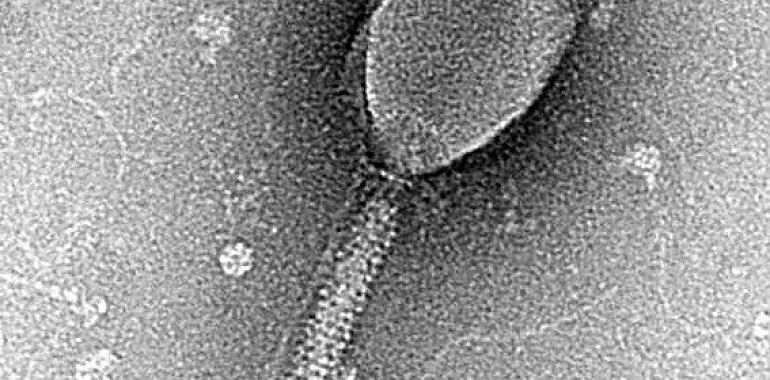 A veces lo virus se comunican entre sí para establecer estrategias de contagio