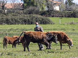 Alimerka aumenta el precio de contratación de terneros a los ganaderos asturianos