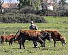 Alimerka aumenta el precio de contratación de terneros a los ganaderos asturianos