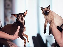 El número de gatos y perros en nuestras casa ha aumentado un 44% desde la pandemia