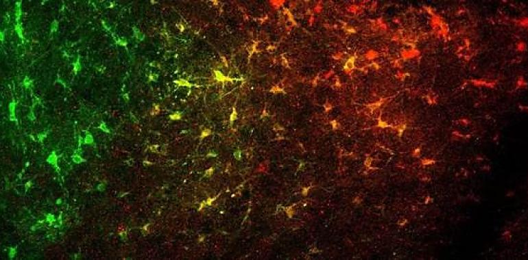 Redes neurona-astrocito que ayudan a entender la depresión y las adicciones