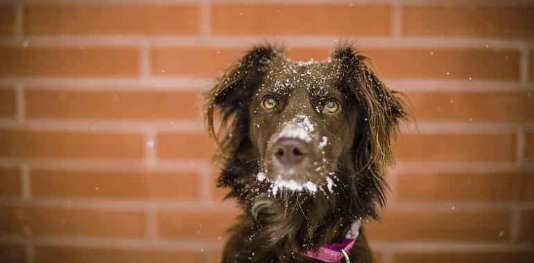 ¿Sabes cuánto frío puede soportar tu perro?