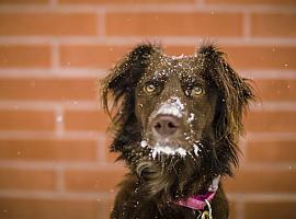 ¿Sabes cuánto frío puede soportar tu perro?