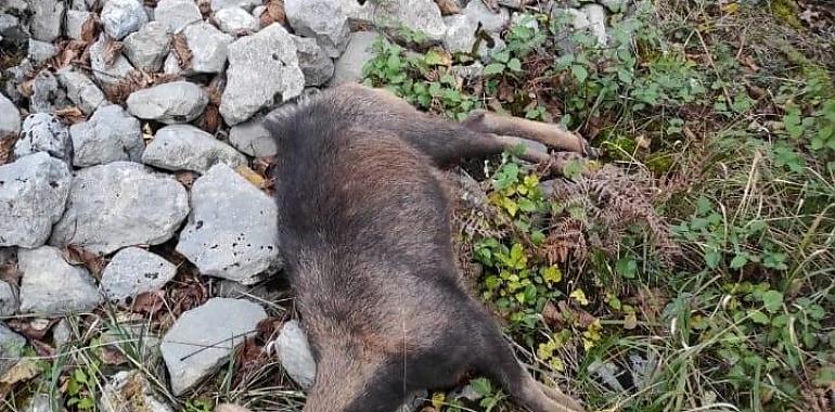 Aparecen los cadáveres de dos rebecos muertos por acción del furtivismo en el Parque Natural de Somiedo