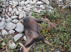 Aparecen los cadáveres de dos rebecos muertos por acción del furtivismo en el Parque Natural de Somiedo