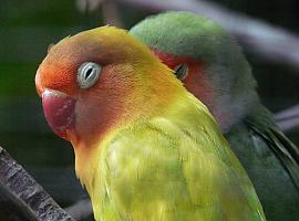 ¿Qué dar de comer a los agapornis?
