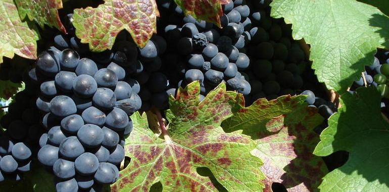 Prueban la importancia de las levaduras en la adquisición del aroma de los vinos de Tierras de León