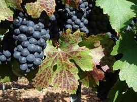 Prueban la importancia de las levaduras en la adquisición del aroma de los vinos de Tierras de León