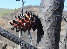 El fuego adelanta la reproducción sexual de los pinos