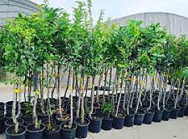 Implementación de un programa para fomentar la cultura forestal con la entrega de 20.000 árboles autóctonos
