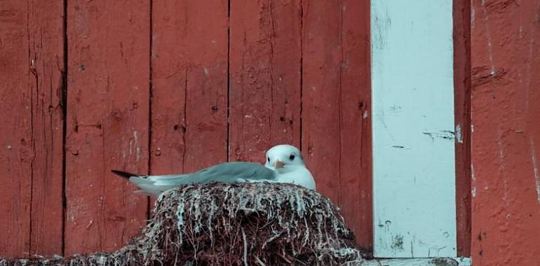 En 2022 se retiraron 168 nidos en los tejados de avilés y así controlar ela población de gaviotas