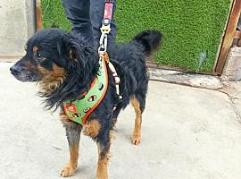 Donación de arneses, correas y collares para la Fundación Asturiana de Amigos del Perro
