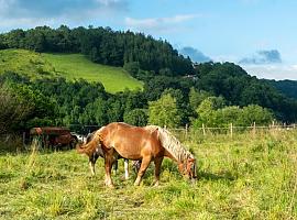 Iniciado el trámite de información pública del borrador del Plan Estratégico de Calidad del Aire del Principado de Asturias