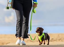 ¿Quieres llevarte a tu perro a una playa esta Semana Santa Aquí hay algunas