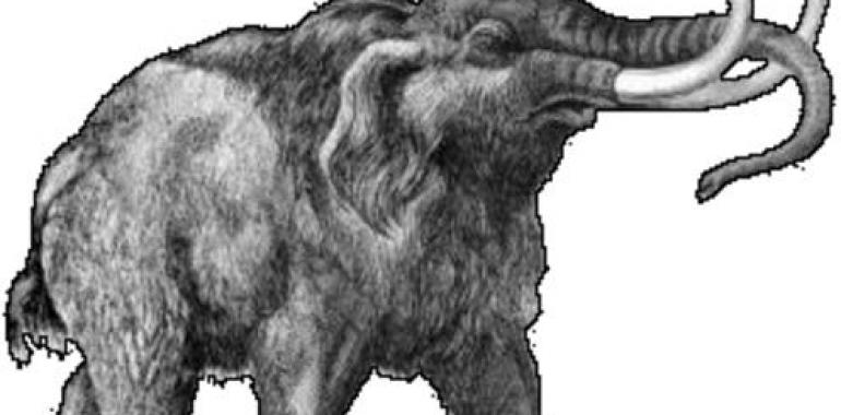 Cantabria recibe en donación un sacro de mamut para el museo de Prehistoria y Arqueología 