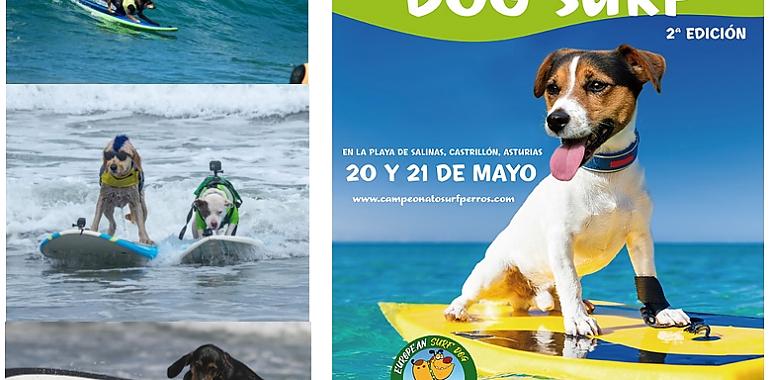 La playa de Salinas se volverá a llenar de perros surfistas