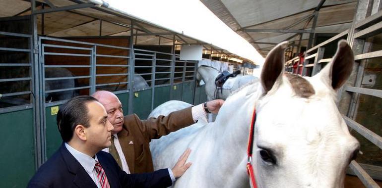 Cancún opta a sede del Campeonato de las Américas del caballo Pura Raza Española 