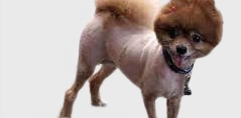 ¿Es bueno rapar a tu perro en verano?
