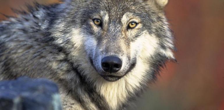 Daños causados por el lobo: 3.115 casos y casi un millón en indemnizaciones