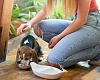 Dime cómo son los rasgos de tu personalidad y te diré qué raza de perro necesitas