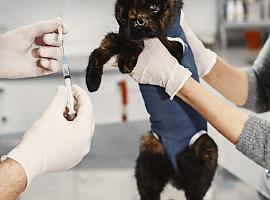¿Vacuna antirrábica obligatoria para gatos